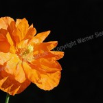 Orangen-Mohn